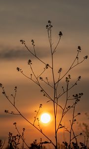 Preview wallpaper sun, sunset, branches, silhouette