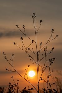 Preview wallpaper sun, sunset, branches, silhouette