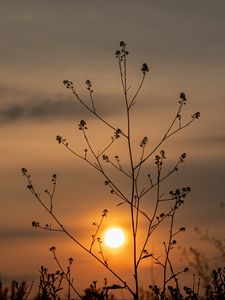 Preview wallpaper sun, sunset, branches, silhouette