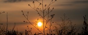 Preview wallpaper sun, sunset, branches, silhouette