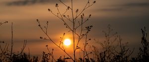 Preview wallpaper sun, sunset, branches, silhouette