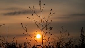 Preview wallpaper sun, sunset, branches, silhouette
