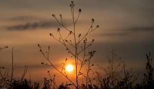 Preview wallpaper sun, sunset, branches, silhouette