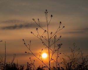 Preview wallpaper sun, sunset, branches, silhouette