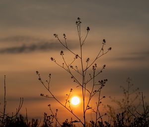 Preview wallpaper sun, sunset, branches, silhouette