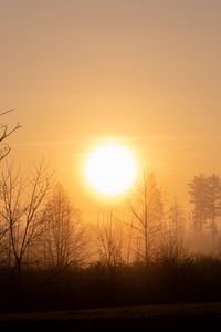 Preview wallpaper sun, sunset, branches, trees, sky