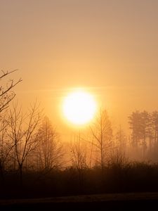 Preview wallpaper sun, sunset, branches, trees, sky