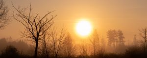 Preview wallpaper sun, sunset, branches, trees, sky