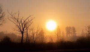 Preview wallpaper sun, sunset, branches, trees, sky