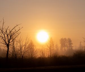 Preview wallpaper sun, sunset, branches, trees, sky