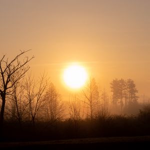 Preview wallpaper sun, sunset, branches, trees, sky