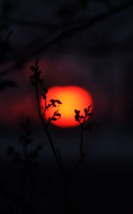 Preview wallpaper sun, sunset, branches, silhouettes, dark