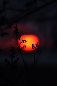 Preview wallpaper sun, sunset, branches, silhouettes, dark