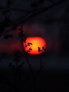 Preview wallpaper sun, sunset, branches, silhouettes, dark