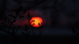 Preview wallpaper sun, sunset, branches, silhouettes, dark