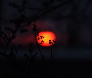 Preview wallpaper sun, sunset, branches, silhouettes, dark