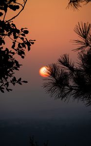 Preview wallpaper sun, sunset, branches, silhouettes, landscape, dark