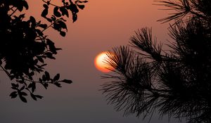 Preview wallpaper sun, sunset, branches, silhouettes, landscape, dark