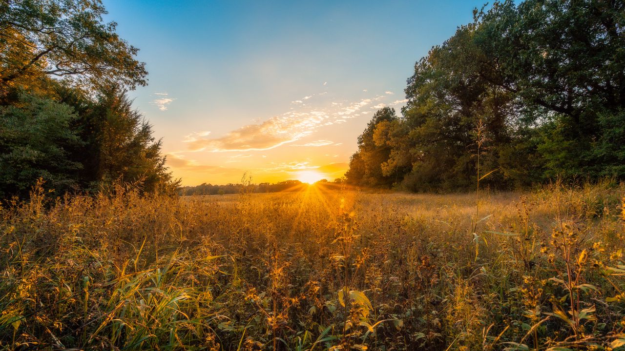 Wallpaper sun, sunset, grass, trees