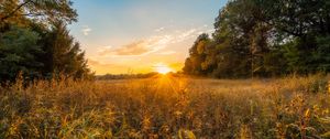 Preview wallpaper sun, sunset, grass, trees