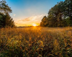 Preview wallpaper sun, sunset, grass, trees