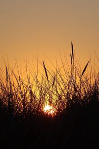 Preview wallpaper sun, sunset, grass, silhouette