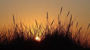 Preview wallpaper sun, sunset, grass, silhouette