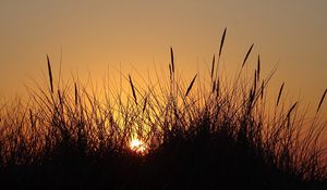 Preview wallpaper sun, sunset, grass, silhouette