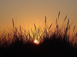 Preview wallpaper sun, sunset, grass, silhouette