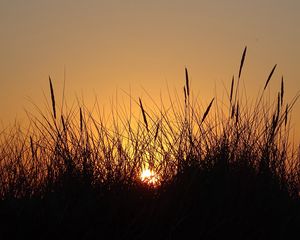 Preview wallpaper sun, sunset, grass, silhouette