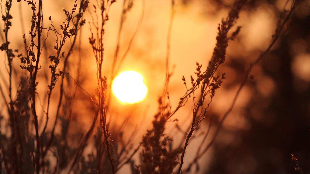 Wallpaper sun, sunset, grass, bushes