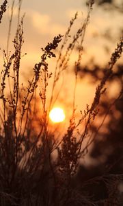 Preview wallpaper sun, sunset, grass, bushes