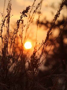 Preview wallpaper sun, sunset, grass, bushes