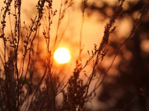 Preview wallpaper sun, sunset, grass, bushes