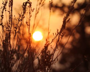 Preview wallpaper sun, sunset, grass, bushes