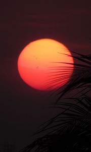 Preview wallpaper sun, sunset, palm, red, leaves