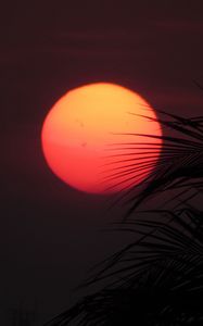 Preview wallpaper sun, sunset, palm, red, leaves