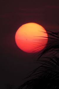 Preview wallpaper sun, sunset, palm, red, leaves