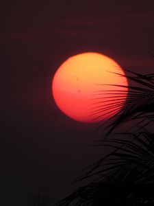 Preview wallpaper sun, sunset, palm, red, leaves