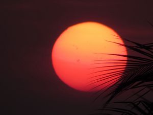 Preview wallpaper sun, sunset, palm, red, leaves