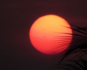 Preview wallpaper sun, sunset, palm, red, leaves
