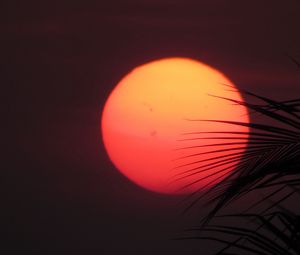 Preview wallpaper sun, sunset, palm, red, leaves