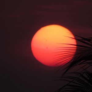 Preview wallpaper sun, sunset, palm, red, leaves