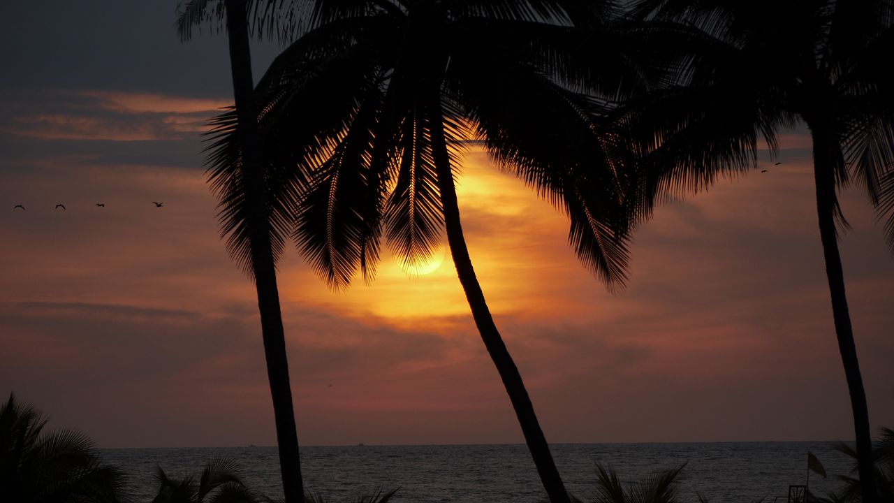 Wallpaper sun, sunset, palm tree, silhouette, dark