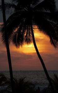 Preview wallpaper sun, sunset, palm tree, silhouette, dark