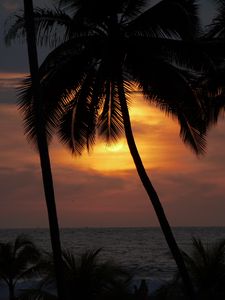 Preview wallpaper sun, sunset, palm tree, silhouette, dark