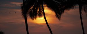 Preview wallpaper sun, sunset, palm tree, silhouette, dark