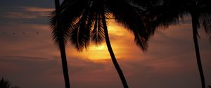 Preview wallpaper sun, sunset, palm tree, silhouette, dark