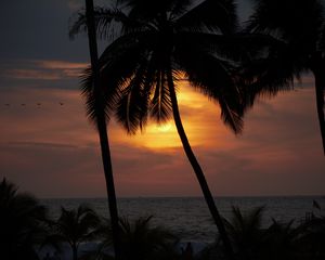 Preview wallpaper sun, sunset, palm tree, silhouette, dark