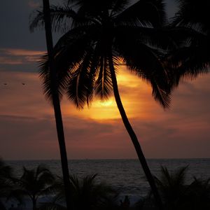 Preview wallpaper sun, sunset, palm tree, silhouette, dark